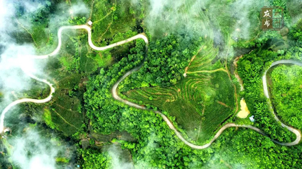 品牌強(qiáng)茶驅(qū)動(dòng)特色產(chǎn)業(yè)提質(zhì)增效丨梧州市加快推動(dòng)茶產(chǎn)業(yè)高質(zhì)量發(fā)展