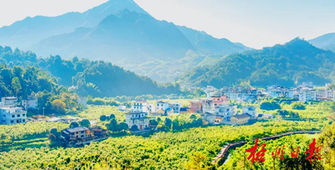 排名全國(guó)第13名！“梧州六堡茶”品牌價(jià)值實(shí)現(xiàn)新突破